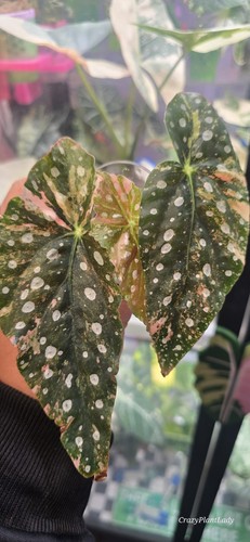 Begonia maculata pink - maculata,