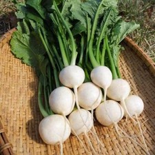 Turnip F1 Tokyo Cross, FAST