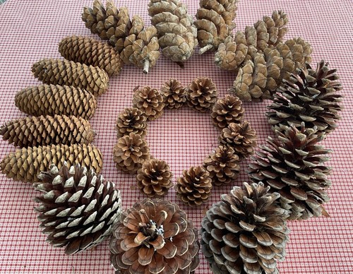 Huge extra large pine - 15,