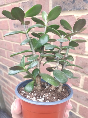 Crassula ovata money plant - ovata,