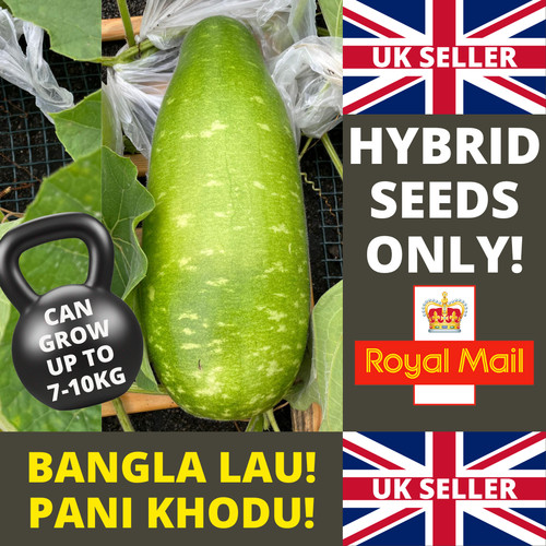 Brand new bangla lau - brand, pani