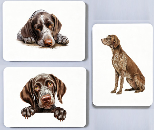 German shorthaired pointer - german,