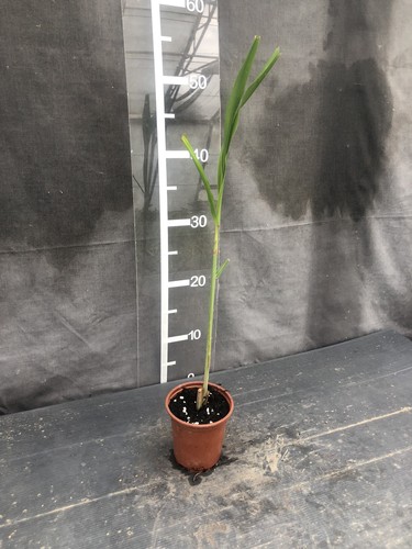 Miscanthus lutarioriparius
