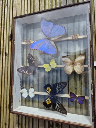 Vintage variety butterflies - x9,