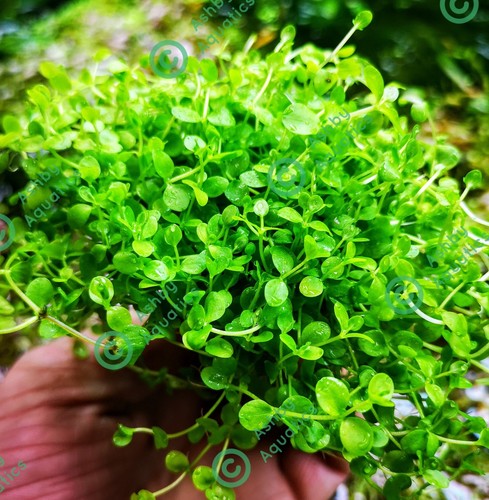 Micranthemum monte carlo live - micranthemum,
