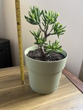 Large Crassula Gollum Golden