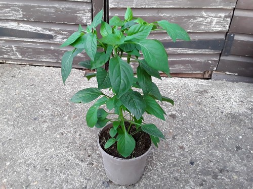 Sweet pepper snackbite - x, red