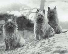Mercia Cairn Terrier 1935 2