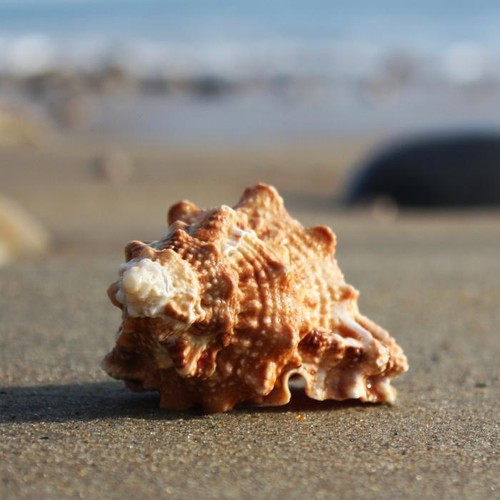 Bursa rubeta shell tutufa - bursa,