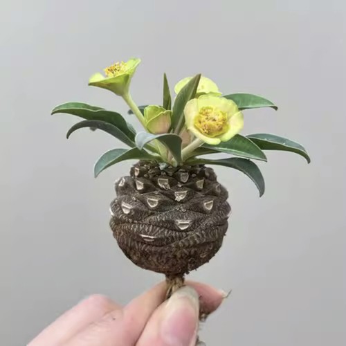 4cm succulent cactus - succulent, plant