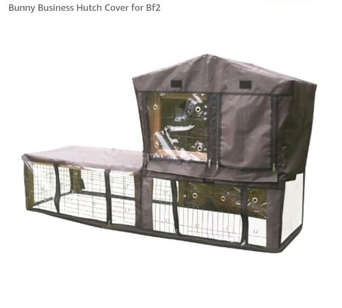 Bunny business rabbit - business, rabbit/guinea