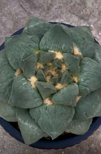 13cm rare plant ariocarpus - plant, fis
