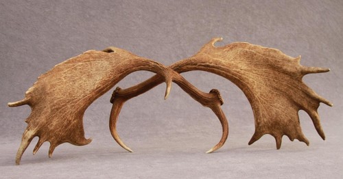 Naturally shed set - naturally,