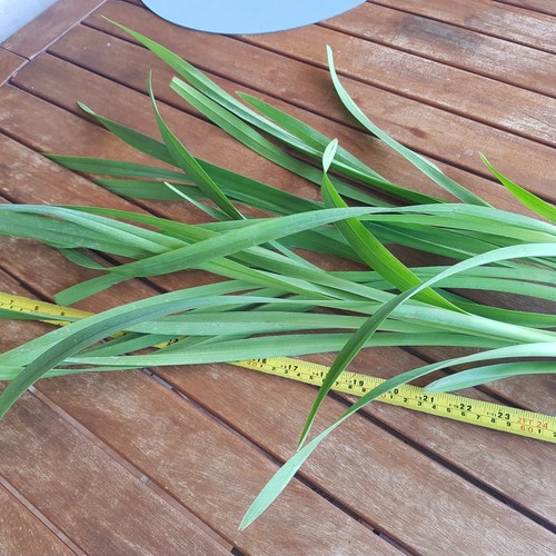 Very fragrant big - fragrant,,