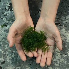 Ricia, Guppy grass, Buy 2, get 1 as a gift