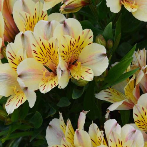 Alstroemeria inca sundance - alstroemeria,