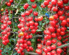 20 x TOMATO  CHERRY 🍅