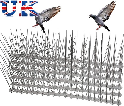15m 10m pigeon - 15m, 5m