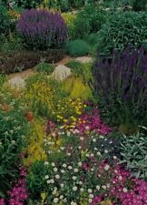 20 Cottage Garden Flowers Plug Plants, Organic Plants From Our Garden, UK Grown