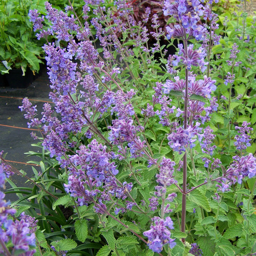 Catmint six hills - hills,
