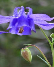 20 x Beautiful Dark Blue