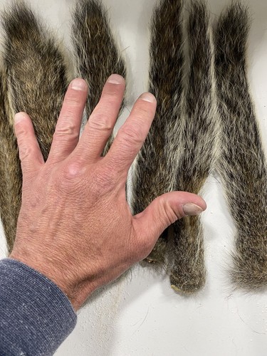 Gray squirrel tails - tails., fly