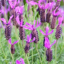 French Lavender - Lavandula
