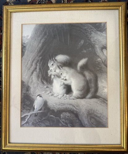 Vintage framed squirrel bird - squirrel, &