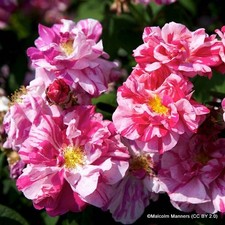 Rosa Mundi - Shrub Rose FREE