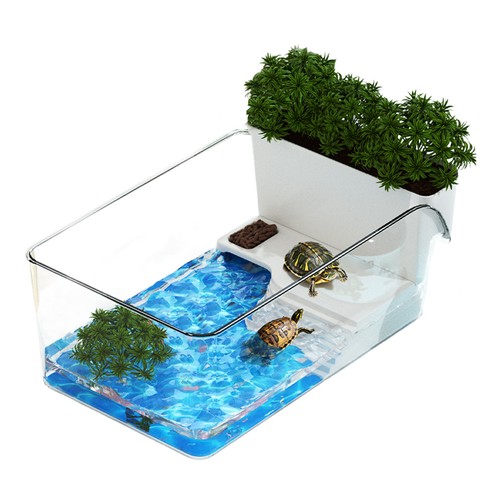Small turtle tank reptile - turtle,