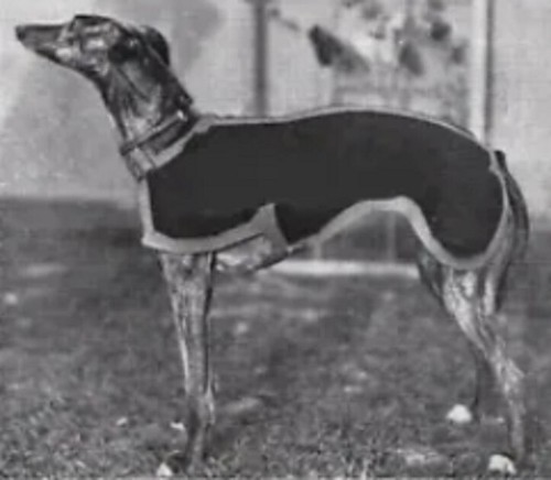 Vintage knitting pattern dog - vintage,