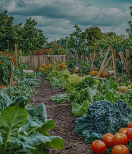 Allotment veggies selection - selection, of