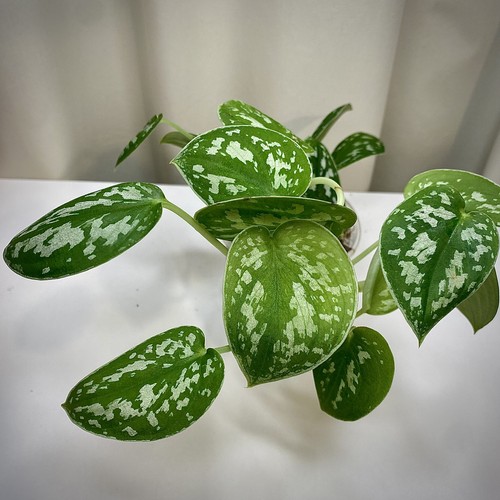 Scindapsus pictus - 🌿,