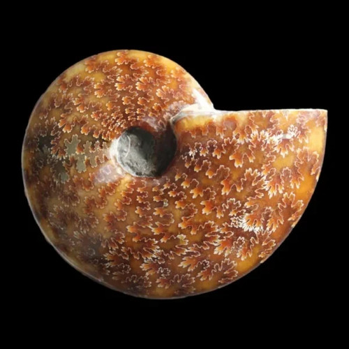 Grade polished ammonite - grade,