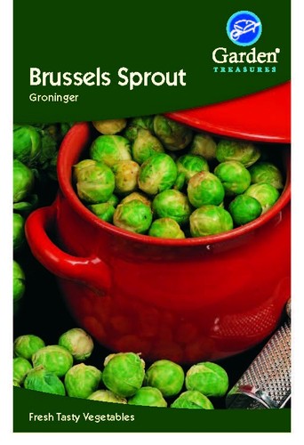 Brussels sprout groninger - brussels,