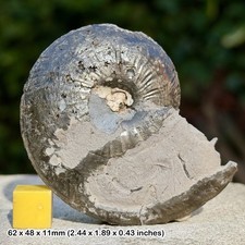 Golden Pyrite Oxynoticeras