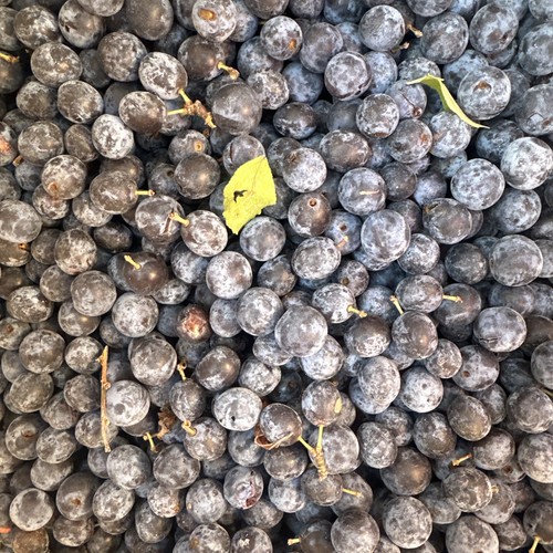 Norfolk sloes freshly - sloes,