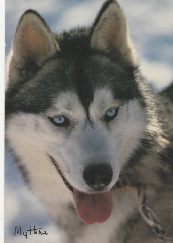 Siberian husky blue eyes - husky,