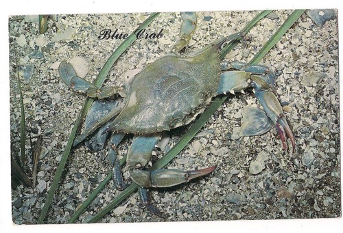 Blue crab back legs - crab, are