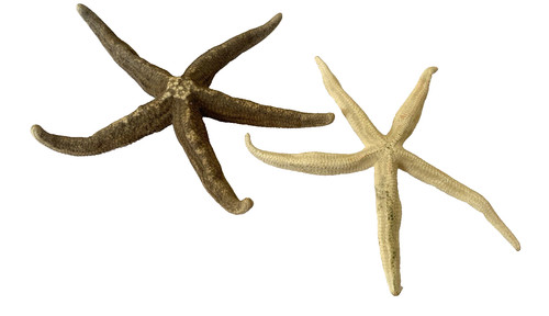 Dried starfish lot - lot, of