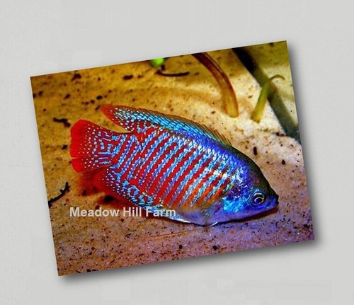 Fridge magnet tropical - fridge,