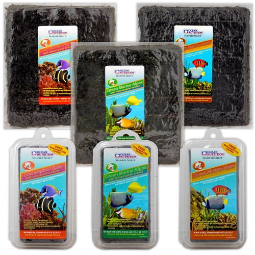 Ocean nutrition marine algae - ocean,