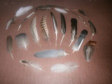 21 Natural Birds Feathers FREE