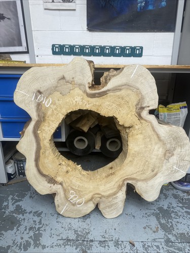 Large elm burr tree - large, slice