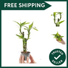 1 x Baby Lucky Bamboo Plant -