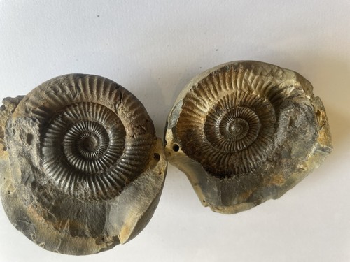 Dactylioceras ammonite pos neg - ammonite, pos/neg
