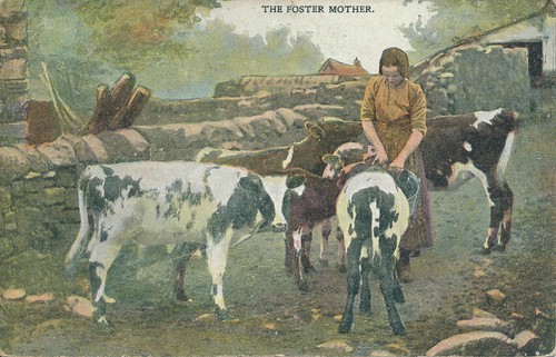 Pc48312 the foster mother - pc48312,