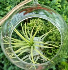 Air plant kit - glass hanging