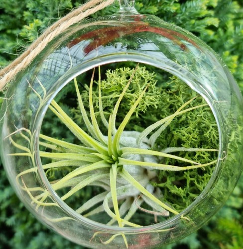 Air plant kit glass hanging - air,