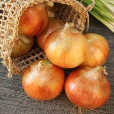 Yellow Onion Sets Senshyu - Easy to Grow Autumn Planting Vegetable Bulbs